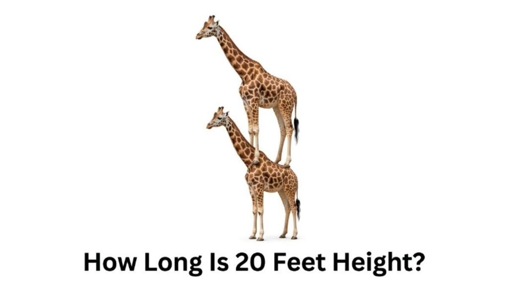 How Long Is 20 Feet Height